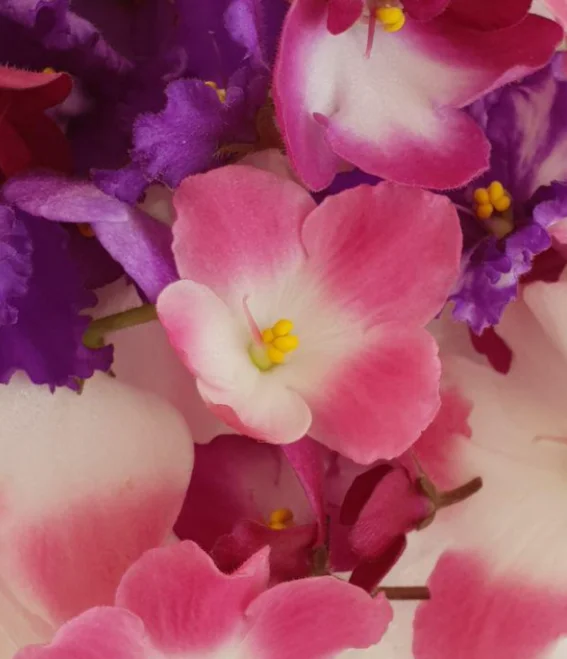 Пищевые цветы Фиалки, 25 шт.